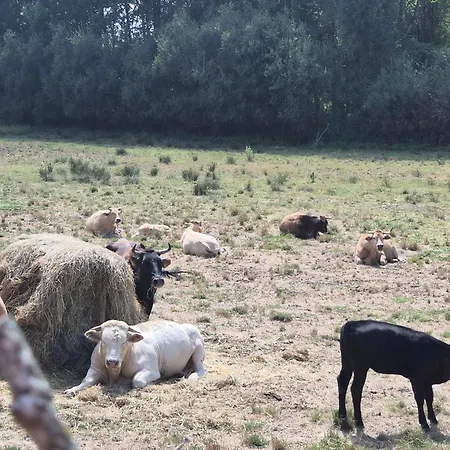 Σπίτι διακοπών A Lenda Da Meiga *